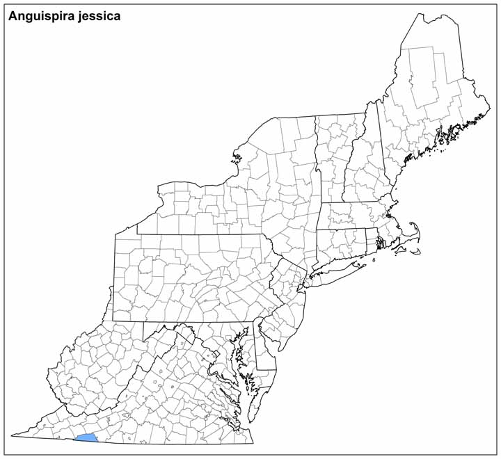 Anguispira jessica Range Map